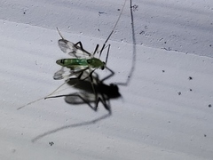 Stenochironomus hilaris