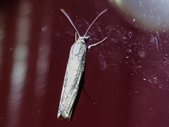 Ancylolomia
