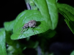 Calomycterus setarius