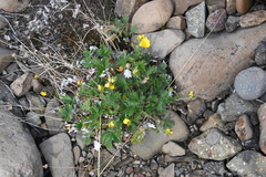 Potentilla gorodkovii