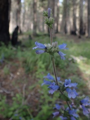 Penstemon anguineus