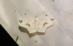 Sericoptera