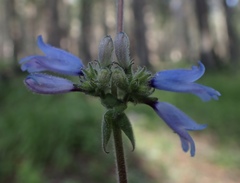 Penstemon anguineus