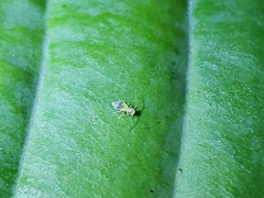 Troctomorpha