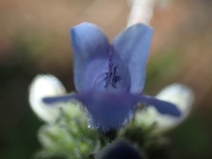 Penstemon anguineus