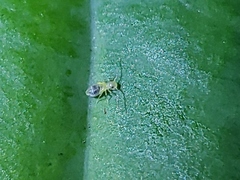 Troctomorpha