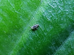 Entomobrya atrocincta