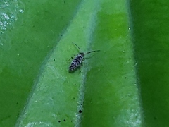 Entomobrya atrocincta