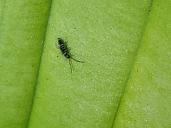 Entomobrya atrocincta