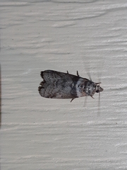Sciota subcaesiella