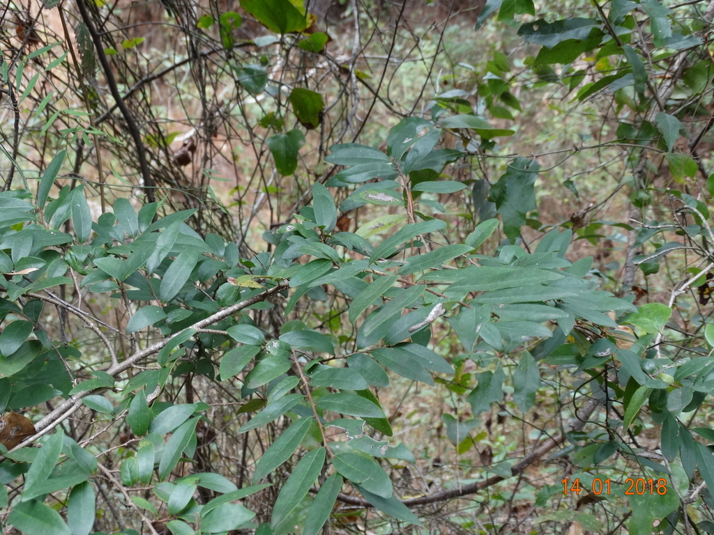 Annona globiflora (Mexican Dwarf Cherimoya)
