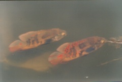 Astronotus ocellatus