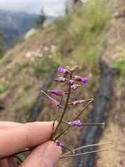 Boechera sparsiflora