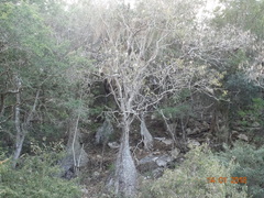 Beaucarnea recurvata