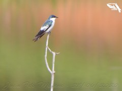 Tachycineta albiventer