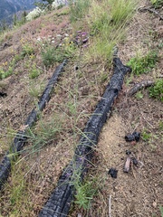 Boechera sparsiflora