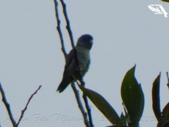 Forpus conspicillatus