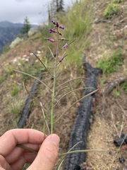 Boechera sparsiflora