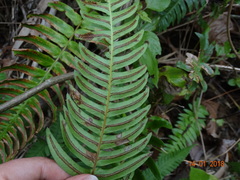 Blechnum appendiculatum