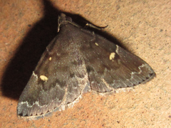 Idia curvipalpis