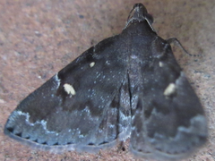 Idia curvipalpis