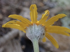 Eriophyllum lanatum lanceolatum
