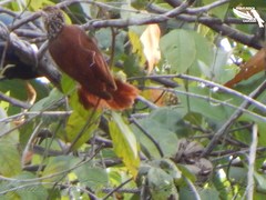 Dendroplex picus