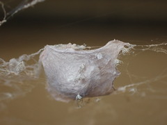 Zosis geniculata