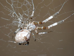 Zosis geniculata