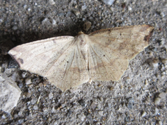 Pareclipsis gracilis