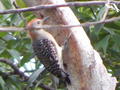 Melanerpes rubricapillus