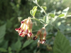 Hosackia crassifolia