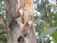 Campylorhynchus griseus