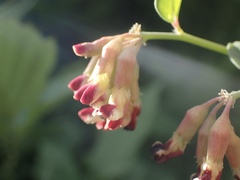 Hosackia crassifolia