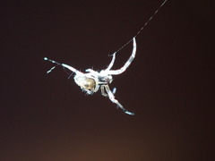 Zosis geniculata