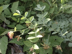 Hosackia crassifolia