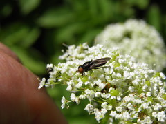 Chrysogaster solstitialis