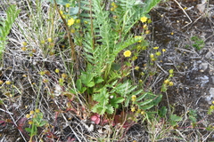 Potentilla gelida