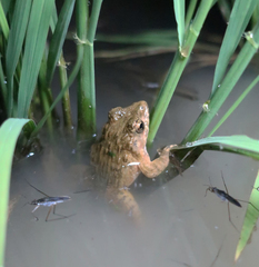 Glandirana emeljanovi