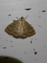 Crocidophora serratissimalis