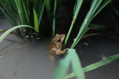 Glandirana emeljanovi