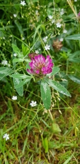 Trifolium pratense
