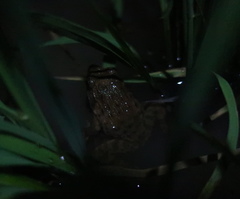 Glandirana emeljanovi