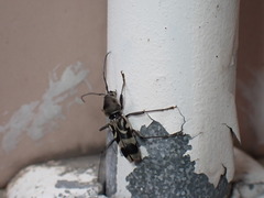 Chlorophorus macaumensis