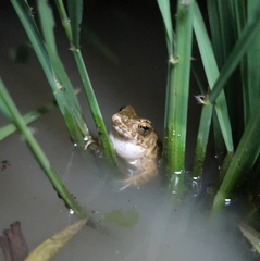 Glandirana emeljanovi