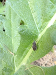 Hypselonotini