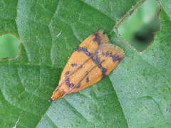 Periacma delegata
