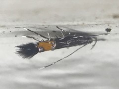 Cosmopterix pulchrimella
