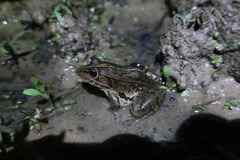 Pelophylax nigromaculatus