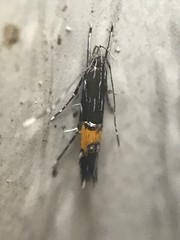 Cosmopterix pulchrimella